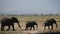 Three funny African elephant is fully smeared with black mud to stay cool