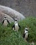 Three funny African penguin Spheniscus demersus on Boulders Beach near Cape Town South Africa walking between green