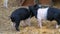 Three funny black and white pigs walk and play near their crib in rural yard