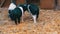 Three funny black and white pigs walk and play near their crib in rural yard