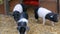 Three funny black and white pigs walk and play near their crib in rural yard