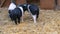 Three funny black and white pigs walk and play near their crib in rural yard