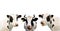 Three funny cow isolated on a white