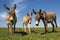 Three funny curious donkeys is staring