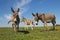 Three funny curious donkeys is staring in the meadow