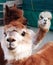 Three funny and cute alpacas staring in the camera