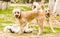 Three funny dogs playing outsidein the park