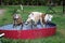 Three funny galgos are playing in the pool in the garden