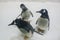 Three funny Gentoo penguins Pygoscelis papua at zoo on snowy background