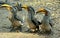 Three funny hornbills standing in a row