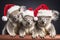 Three funny koalas in red Santa Claus hats. New year or christmas concept with wild zoo animals