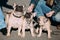 Three Funny Lovely French Bulldogs Dogs Puppies Outdoor