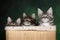 three funny maine coon kittens hiding in a basket on green studio background