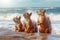 Three funny squirrels are sitting in the water on the sea or ocean shore and enjoying their vacation. Red squirrels on
