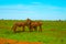 three funny zebras soiled in red sand in Tsavo National Park in Kenya are having fun.