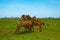 three funny zebras soiled in red sand in Tsavo National Park in Kenya are having fun.