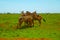 three funny zebras soiled in red sand in Tsavo National Park in Kenya are having fun.