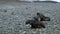 Three fur seals sit on small stones on the beach. Andreev.