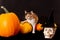three-furred kitten in a black hat next to a pumpkin. Happy Halloween.