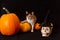 three-furred kitten in a black hat next to a pumpkin. Happy Halloween.