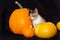 three-furred kitten in a black hat next to a pumpkin. Happy Halloween.