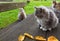 Three furry cats sit on a wooden outdoor table and bench