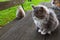 Three furry cats sit on a wooden outdoor table and bench