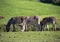 Three furry cute donkeys graze on a green meadow landscape