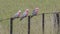 three galahs perched on a wire fence at glen davis