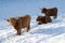 Three Galloway cattle in the snow covered  pasture