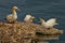 Three Gannets