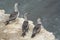 Three gannets