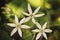 three Garden star-of-bethlehem flowers in a grass