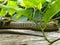 Three Garter Snakes On A Log