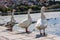 Three geese on the embankment of Orestias Lake