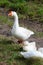 Three geese in a grass