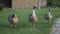 Three geese in rural place is ready to attack