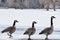 Three Geese by Snow Covered Lake