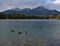 Three geese swimming in the calm water of Beauvert Lake in Jasper, Canada surrounded by forest in the Rocky Mountains.
