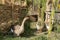 Three geese under willow tree near a farm