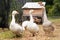 Three geese walking