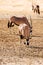 Three Gemsbok in the Kalahari desert