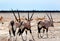 Three Gemsbok Oryx on the dry Etosha Pan with impala in the background