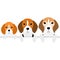 Three generations of beagles border