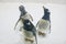 Three Gentoo penguins Pygoscelis papua at zoo on ice background