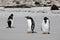 Three Gentoo penguins are standing on the beach in The Neck on Saunders Island, Falkland Islands