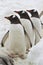 Three Gentoo penguins standing on the road