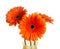 Three Gerbera flowers