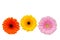 Three gerbera flowers, isolated