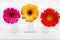 Three Gerbera flowers in vase on white wooden table. Daisy flower in vase.